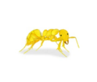 ant