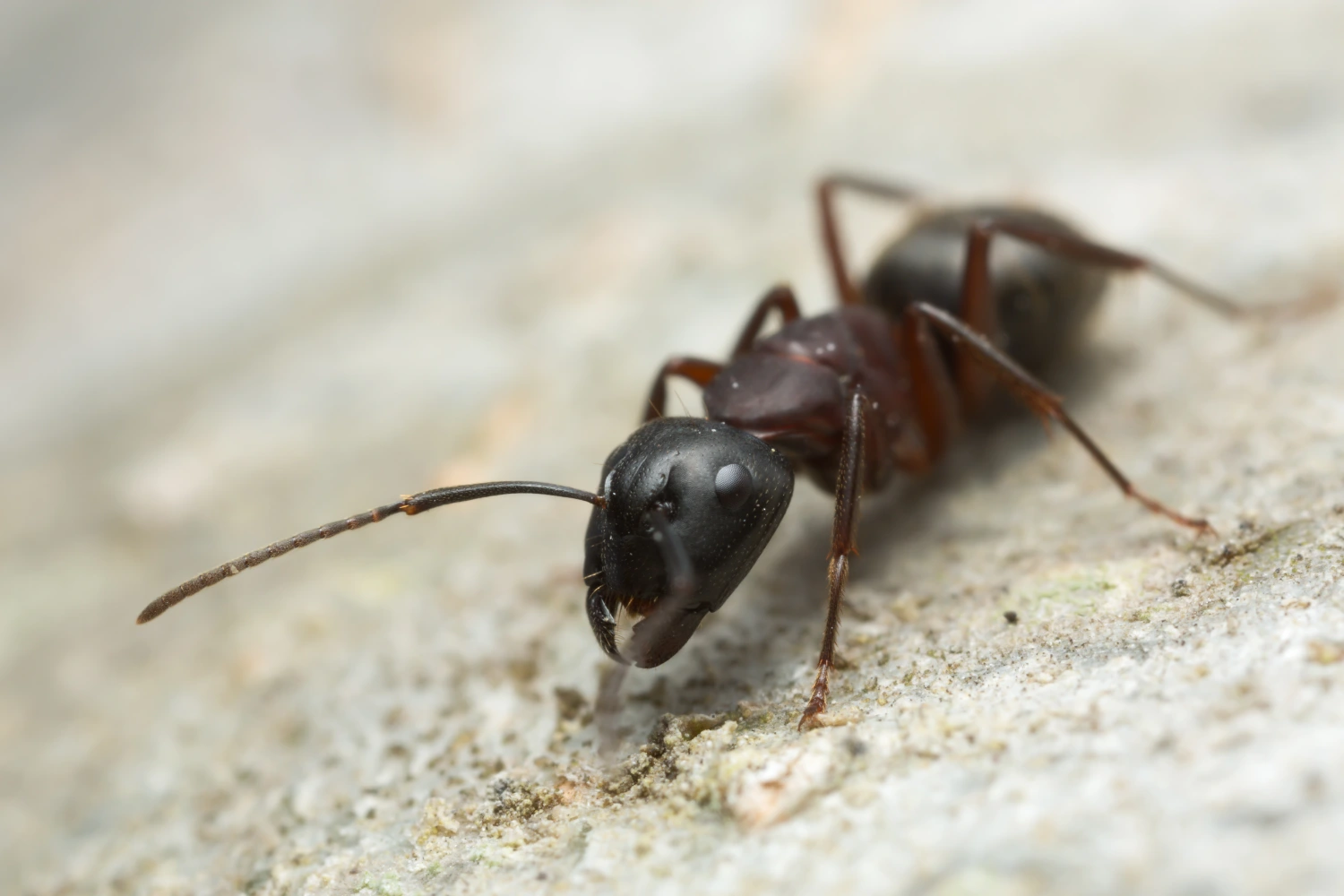 ant pest infestation