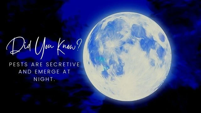 Secretive Night Time Pests - Have You Seen Them?