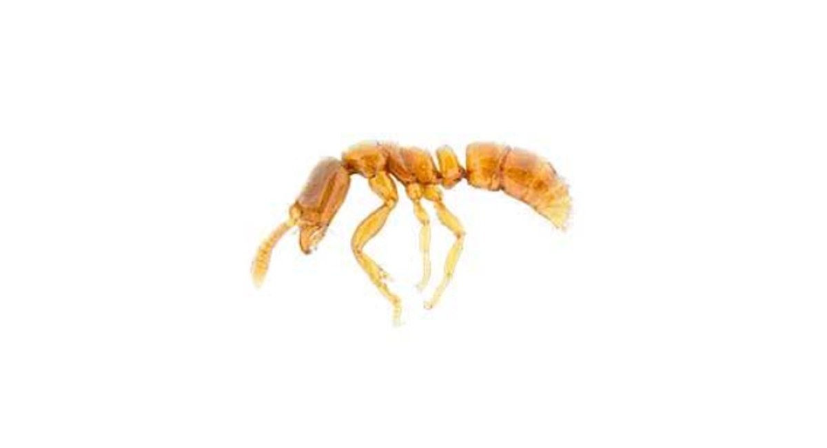 ant