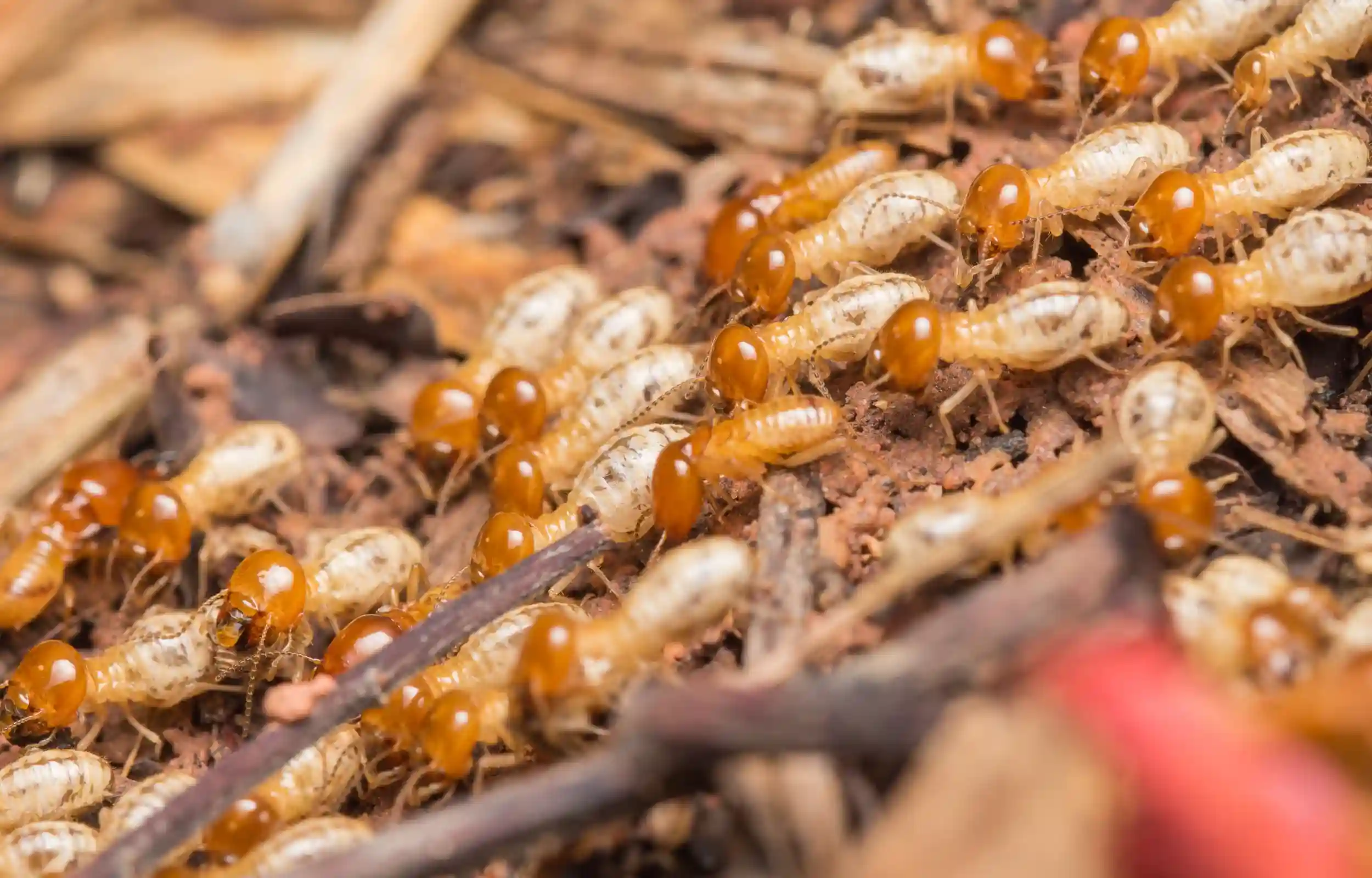 Termites