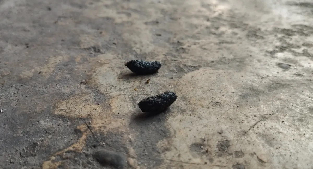 droppings