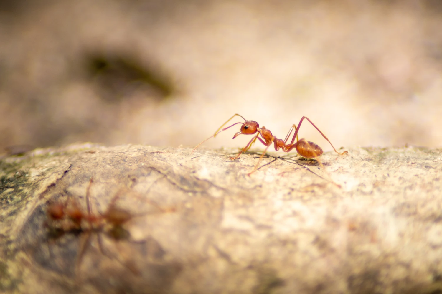Fire Ants