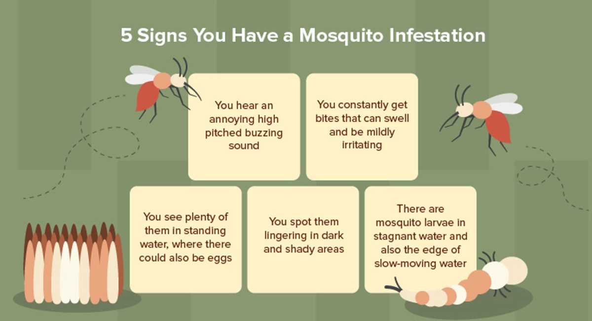 5 signs you have a mosquito infestation