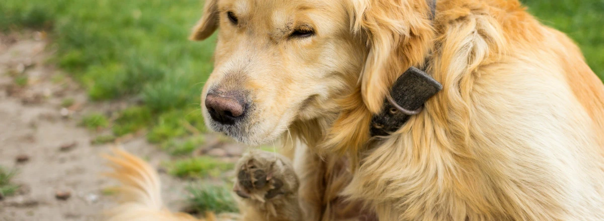 Hond met vlooien