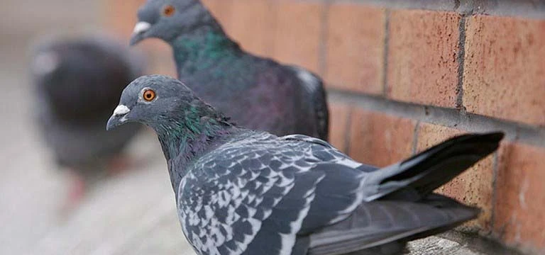 2 duiven op een rand van een gebouw