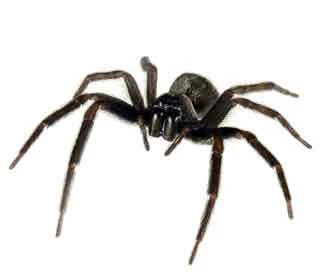 Black House Spiders (black spider)