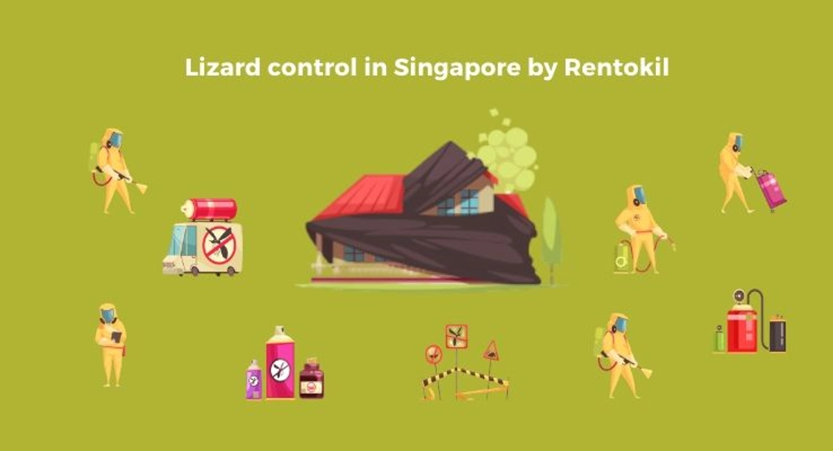 Debugged Blog How To Manage Lizards In Your Home Lizard Control in Singapore