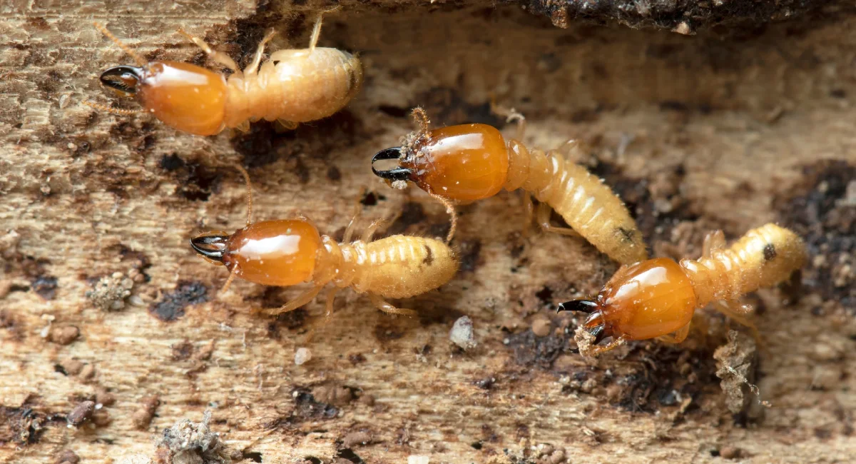 termite