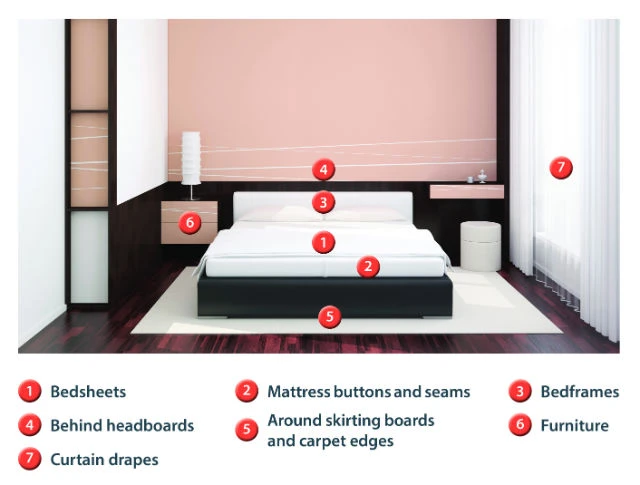 Where Will I Find Bed Bugs?