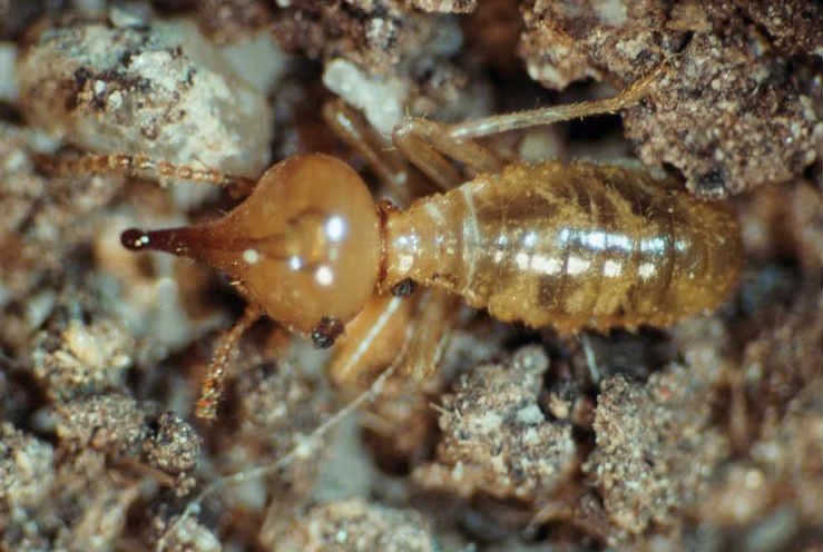 Nasutitermes fumigatus