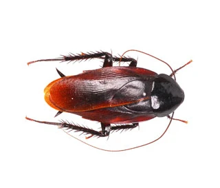 Smoky Brown Cockroach