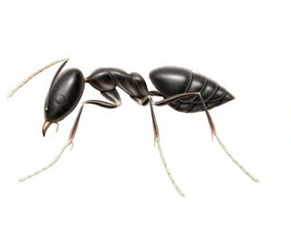 Whitefooted house ant