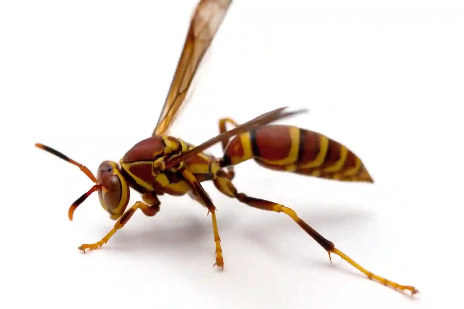 Paper wasps
