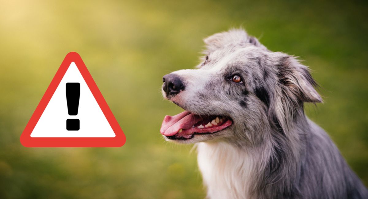 danger chien