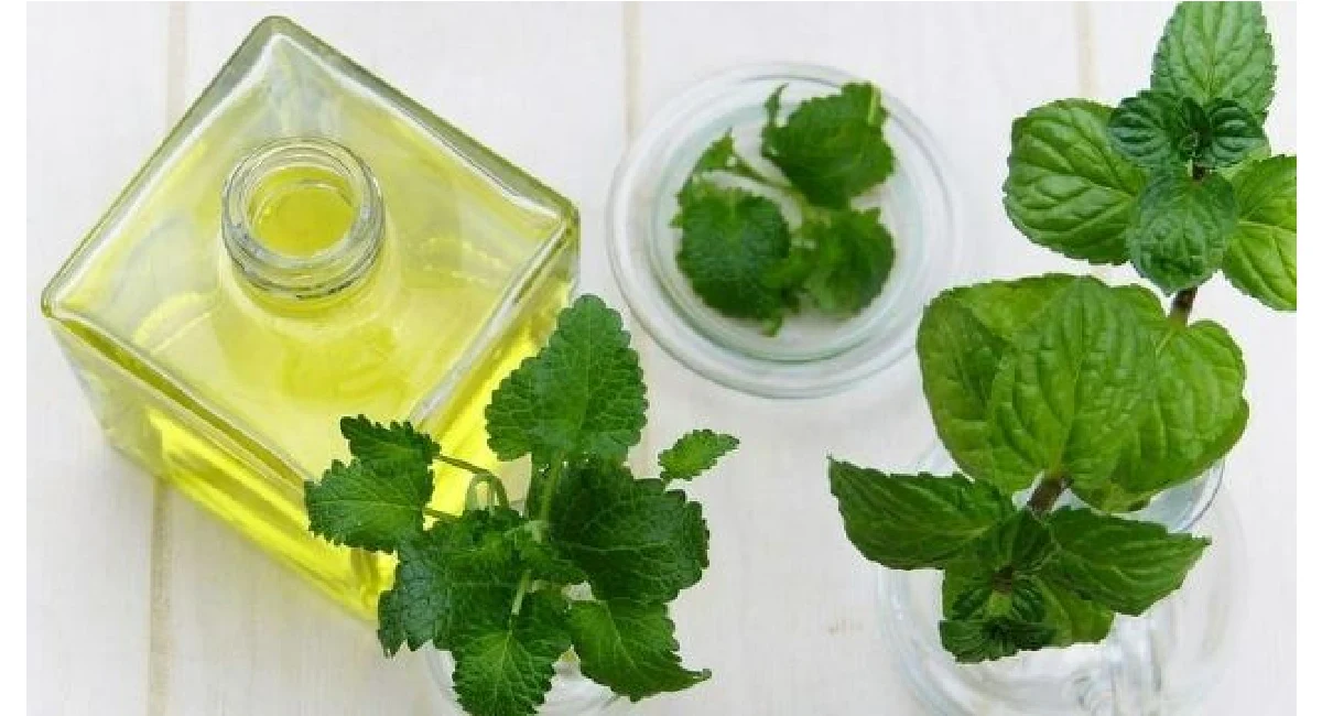 Pest Myth using Peppermint Oil to deter rats