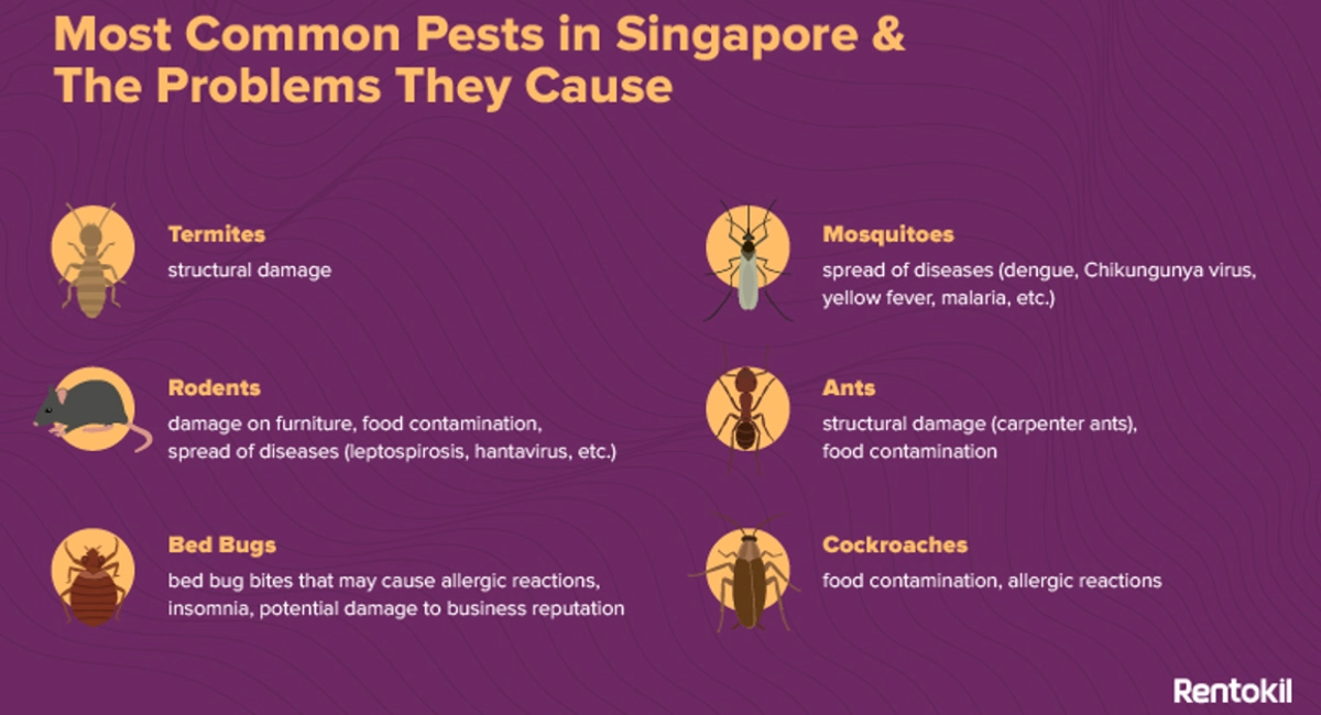 problems caused by the most common pests in Singapore