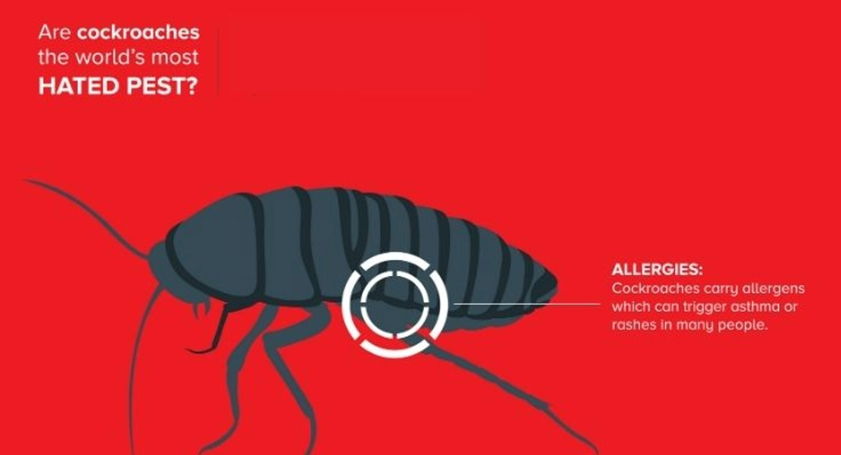 Debugged Blog Rentokil Voted Best Pest Control Cockroach Fun Facts