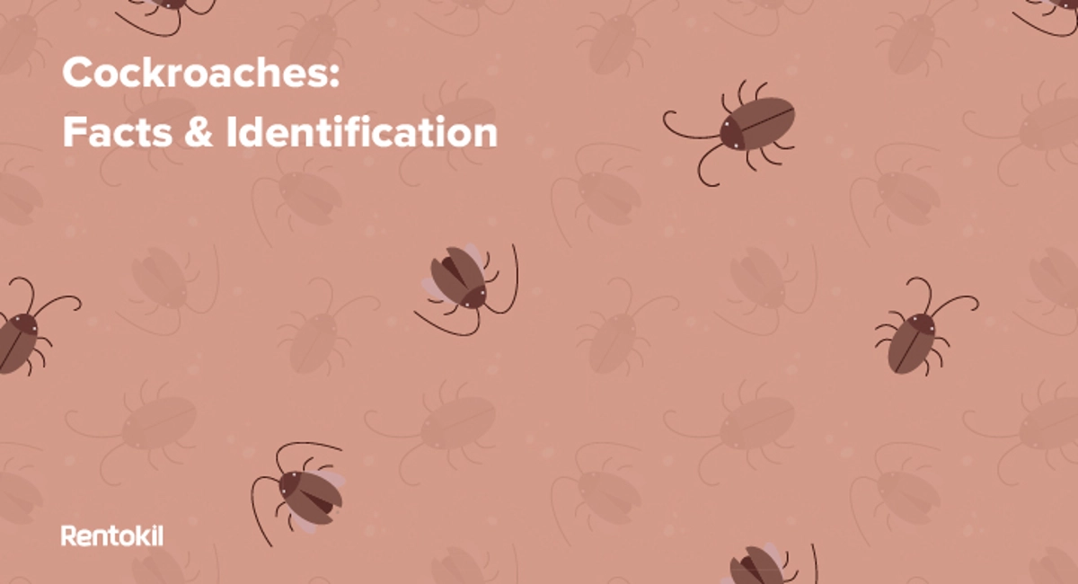 cockroaches facts and identification