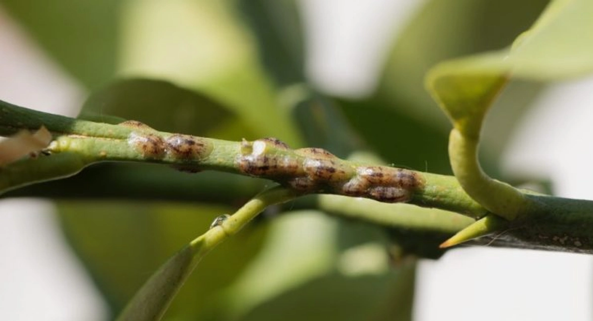 Scale insects on a stem of a lemon tree