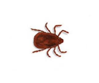 Brown dog tick