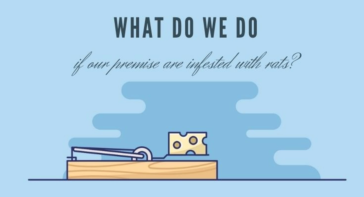 Debugged Blog Five Reasons Why We Do Not Like Rats Managing Rats Infestation