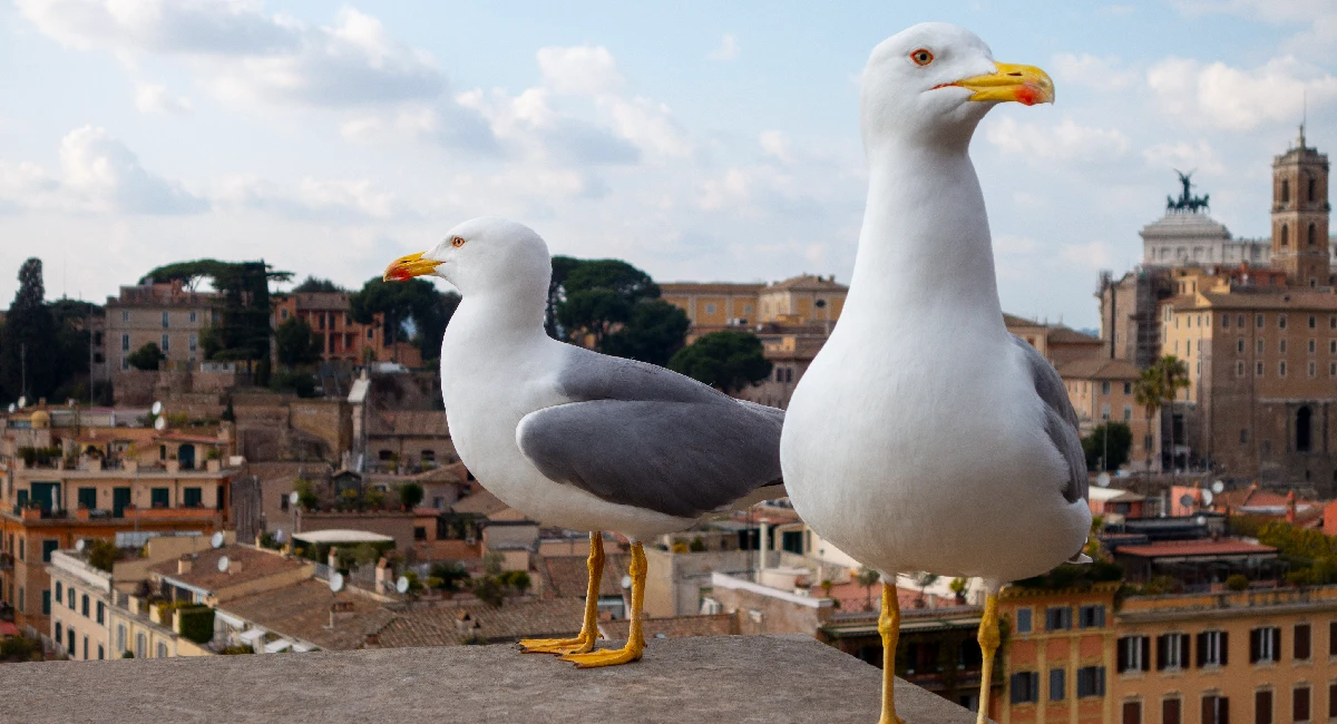 Seagulls on top of a building