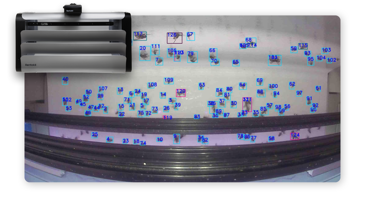 A Visualization of the AI camera software identifying flies on the glueboard.