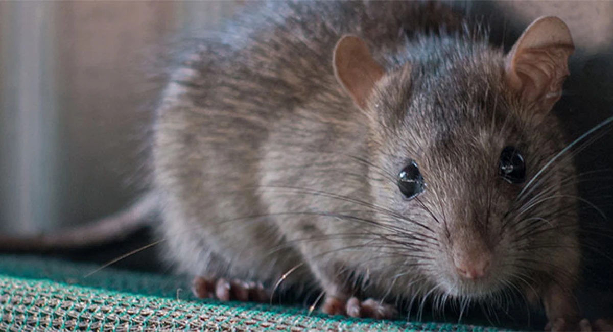 Rats entering empty offices