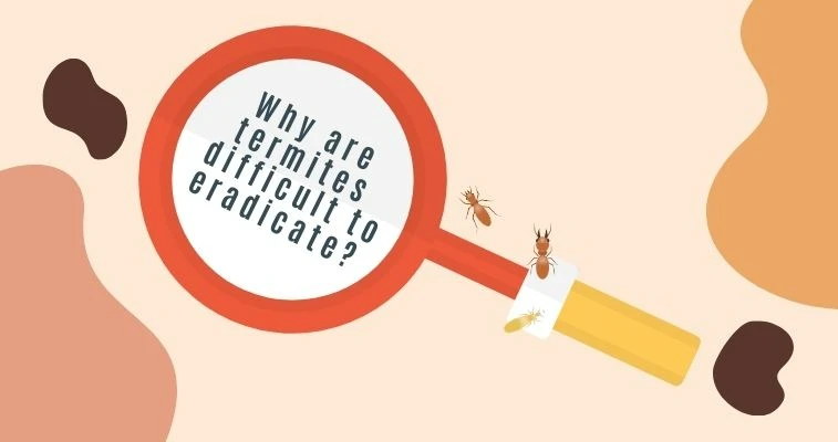 Why Are Termites Challenging