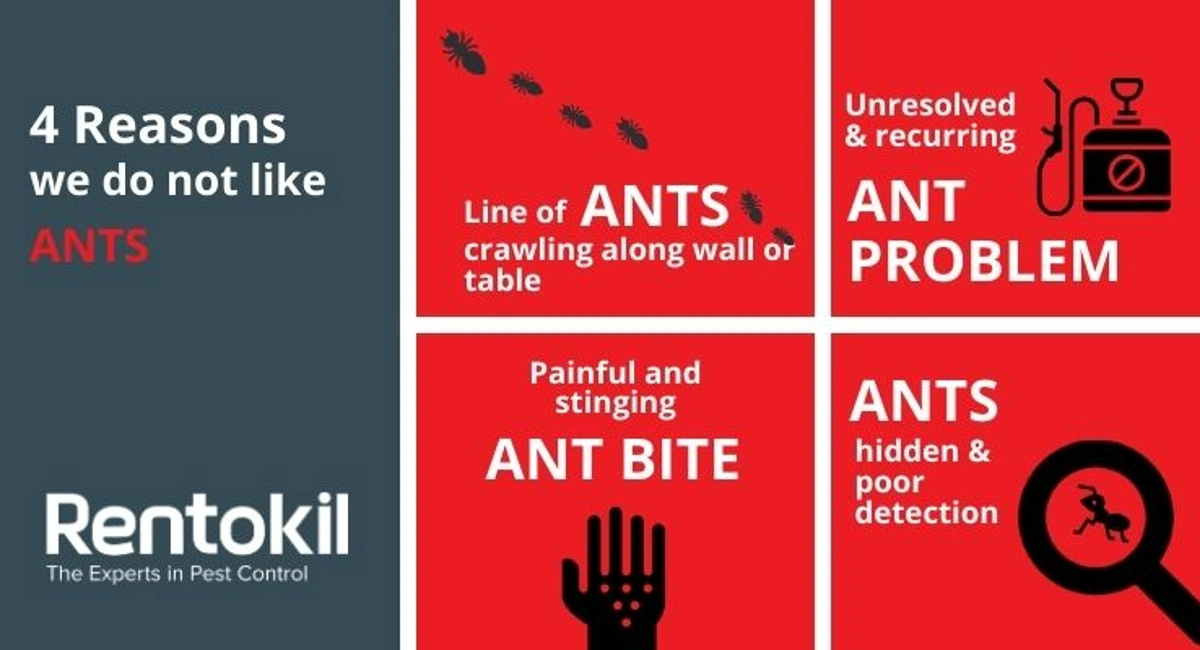 Debugged Blog Your Options In Dealing With Ant Infestation 4 Reasons We Do Not Like Ants