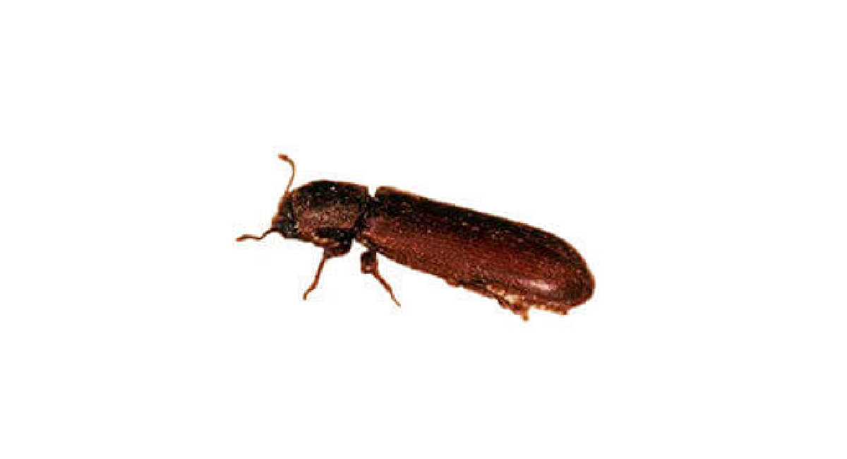 Powder post beetle