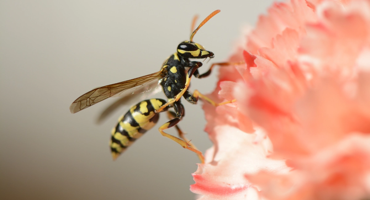 Les guêpes ne produisent pas de miel, même si elles butinent les fleurs.