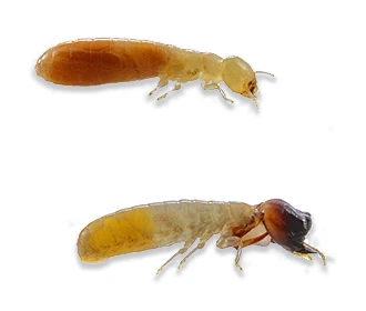 drywood termite