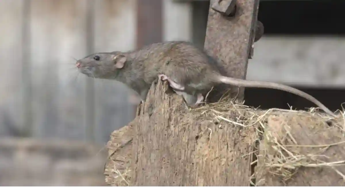 rat on wood structure