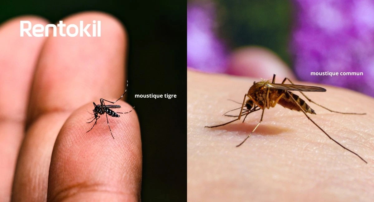 comparatif moustique tigre / moustique commun