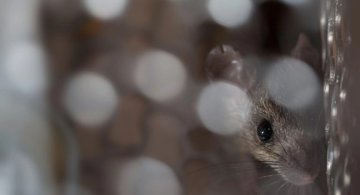 mouse looked through a window