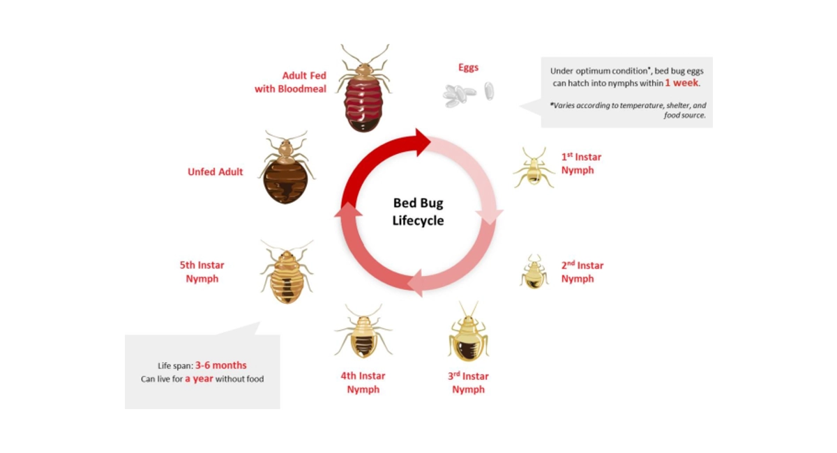 Le cycle de vie des punaises de lit