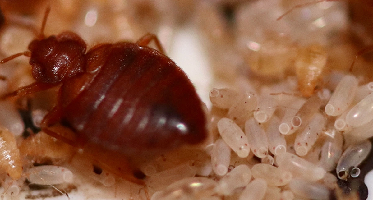 The effect of heat on bed bug metabolism and development