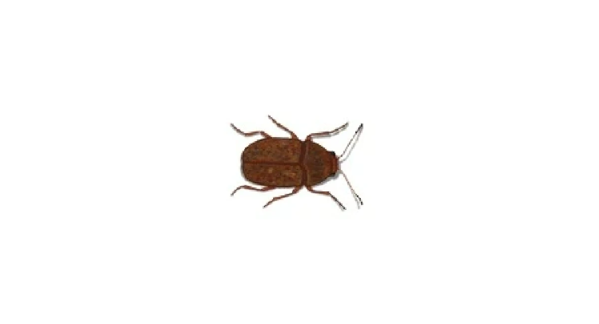 Coffee Bean Weevil