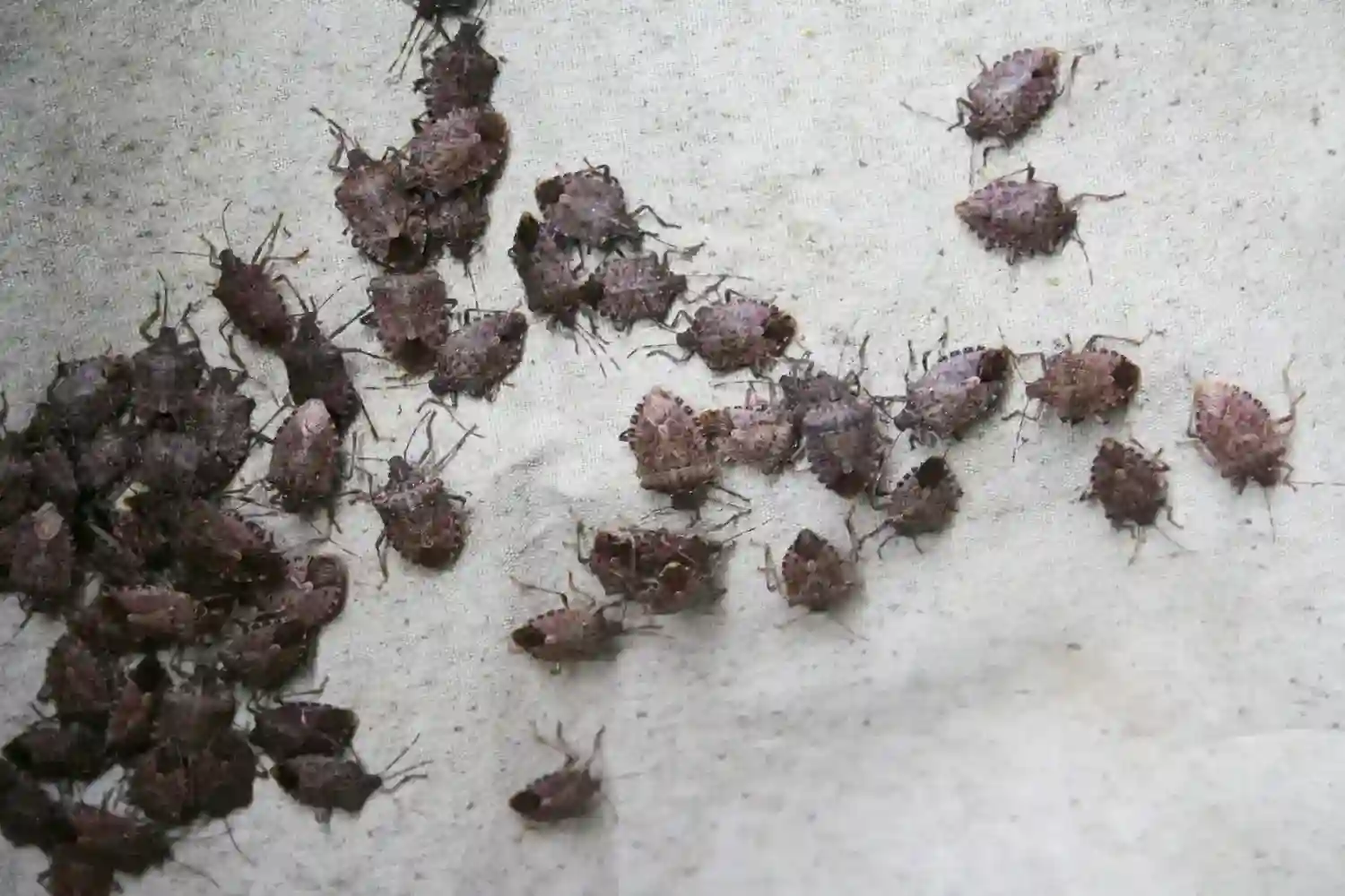group of stink bugs