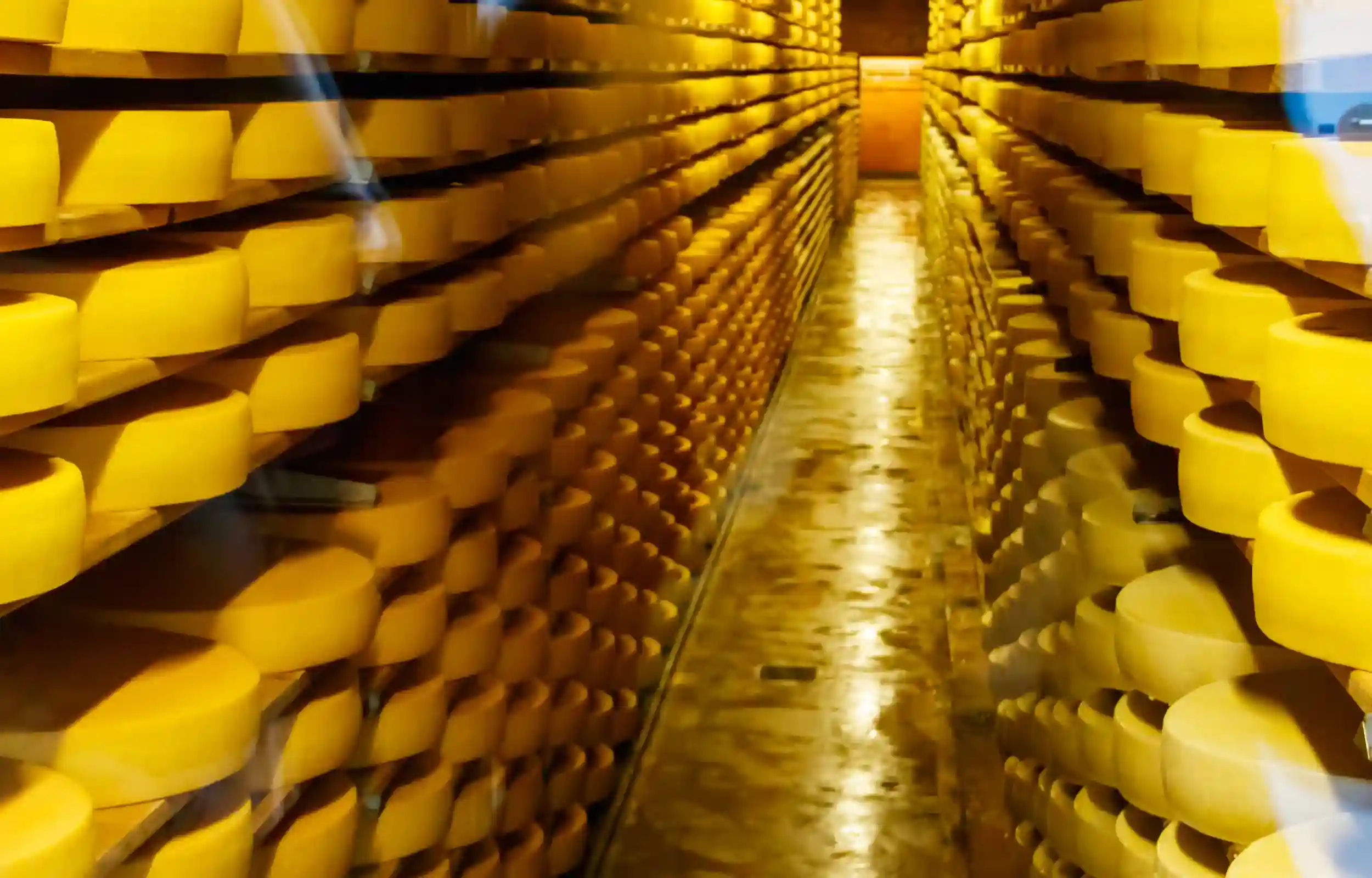 Wheels of cheese in a factory
