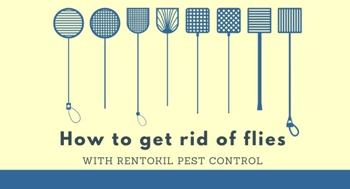 Debugged Blog Top Ten Flies Blog Trending Topics Get Rid of Flies With Rentokil