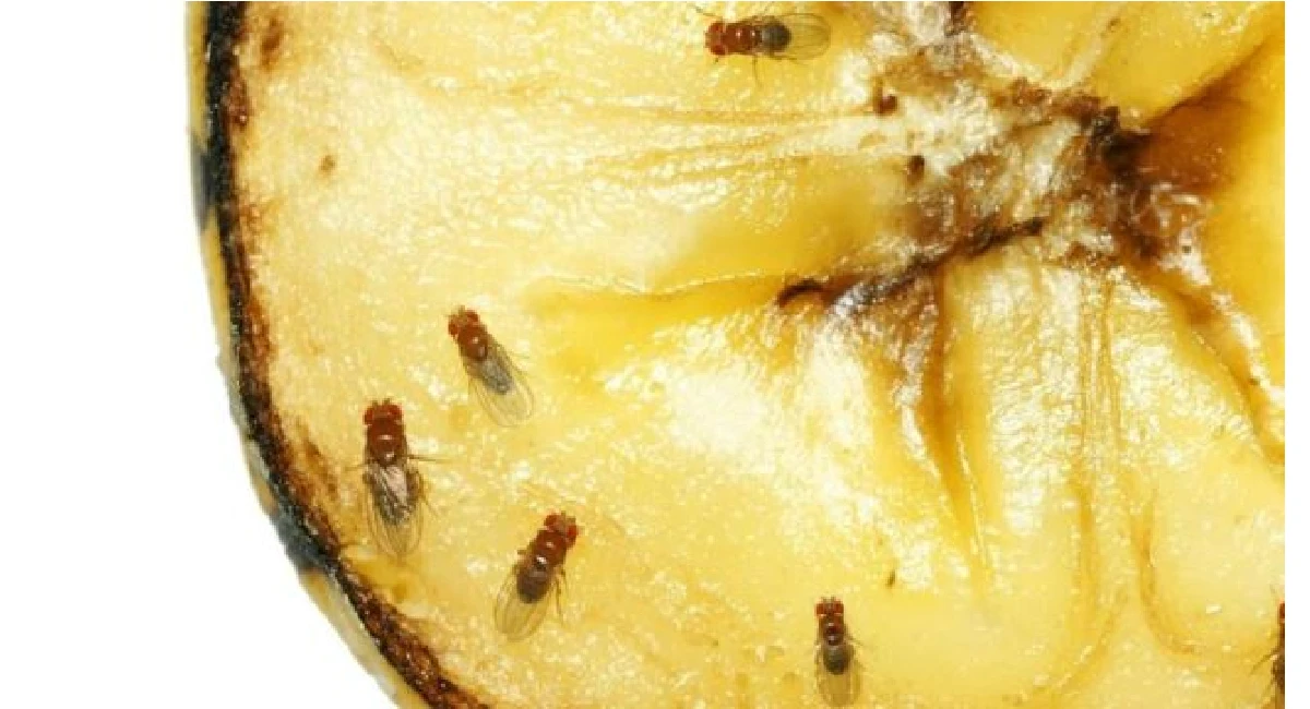 Fly Eating Food