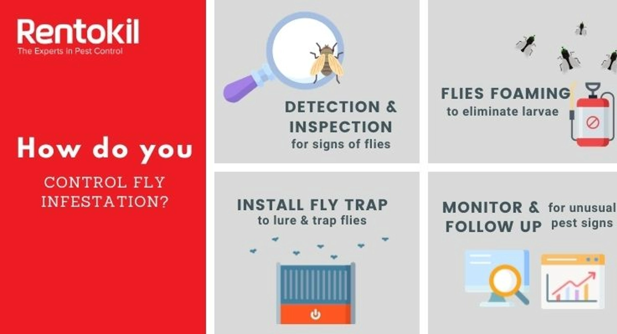 Debugged Blog How Do You Control A Fly Infestation Ways To Control Flies
