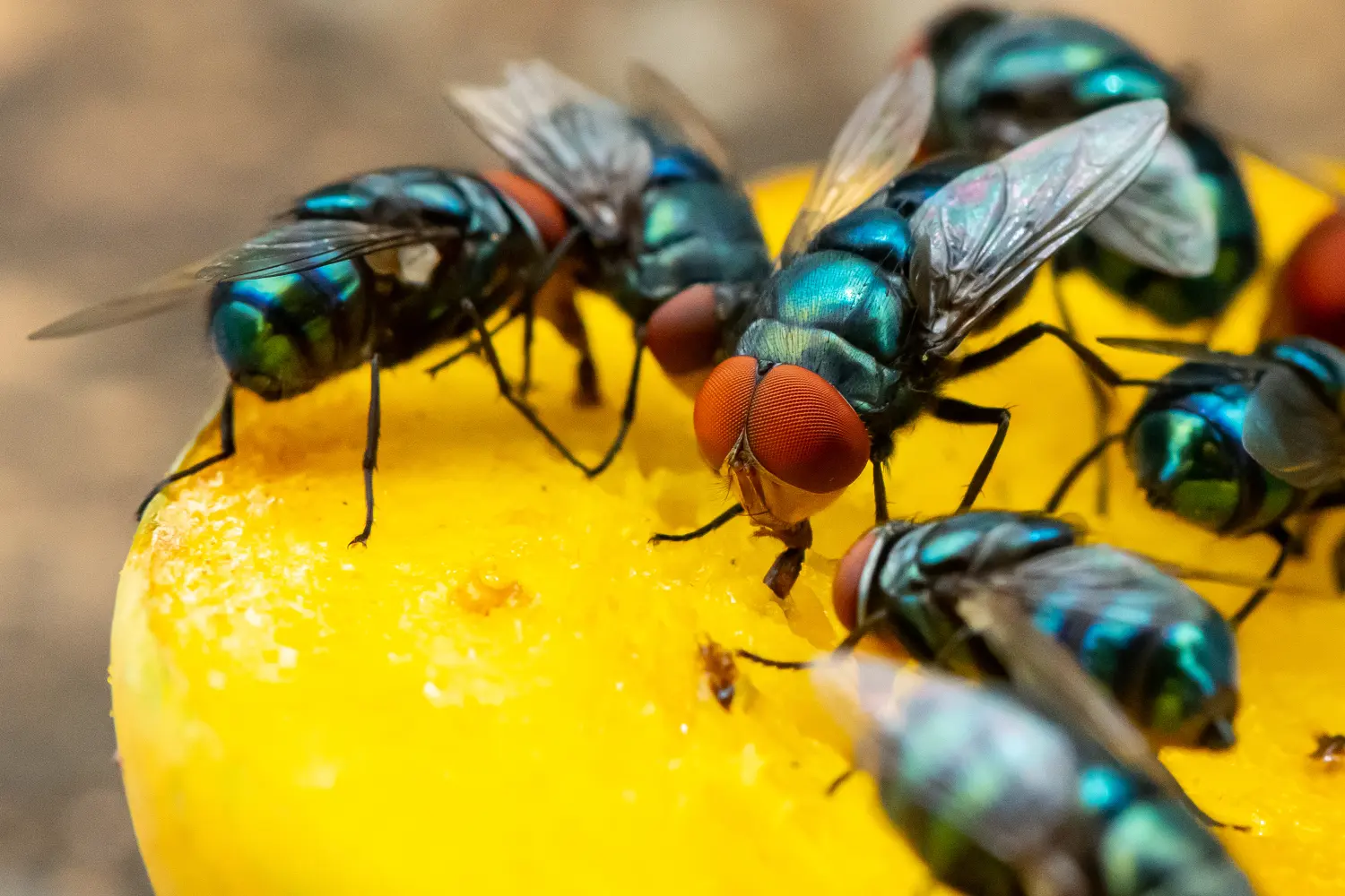 Flies contaminate food by contact