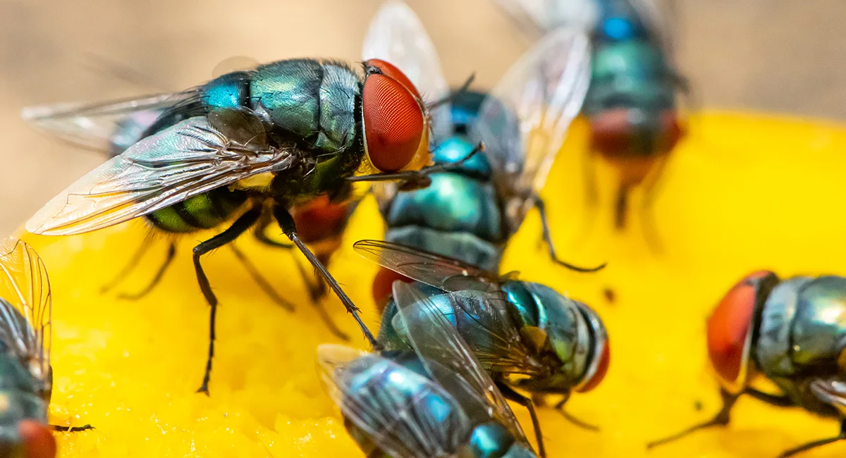 Debugged Blog Why Pest Proofing Is Important During Covid 19 Flies Are Attracted To Food Ingredients