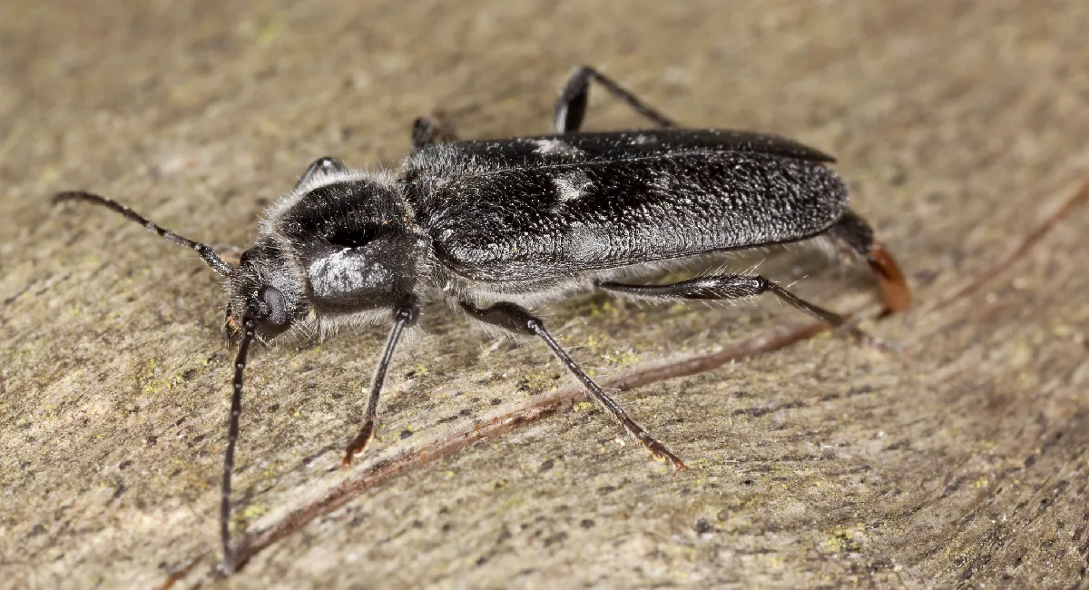Shothole Borer (Kumbang Liang Bubuk)
