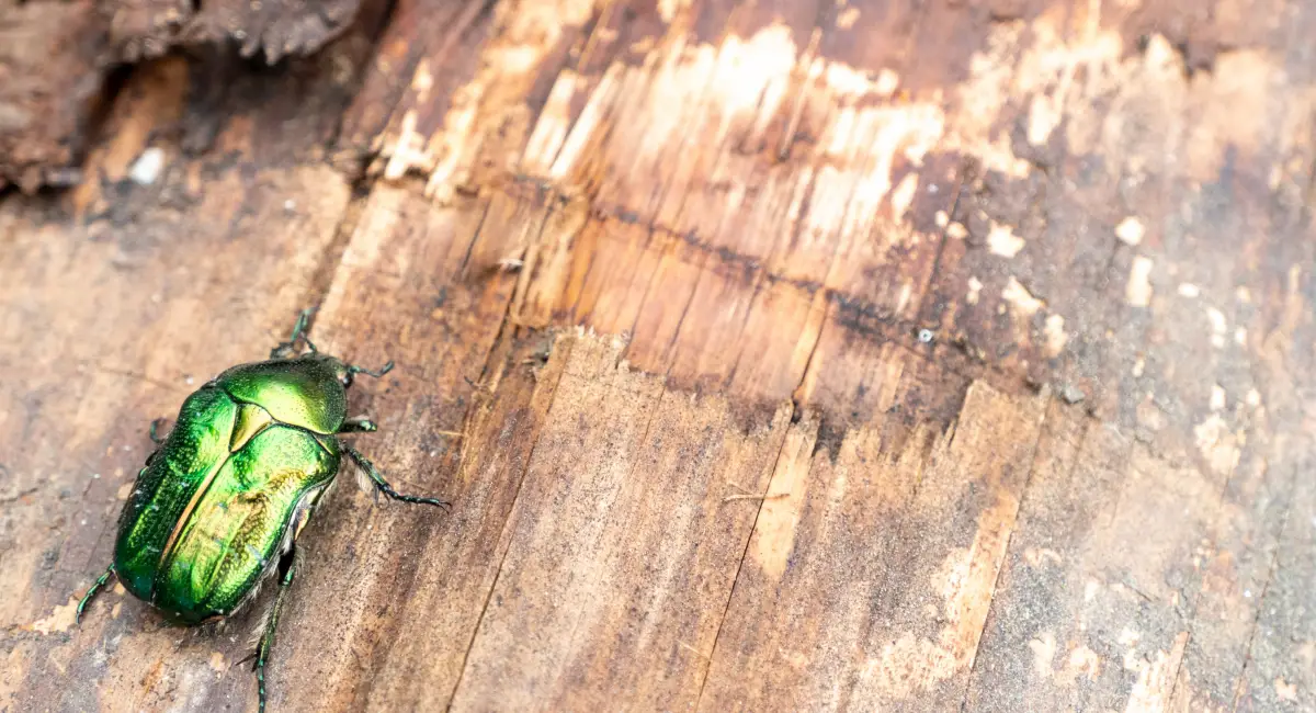 Jewel Beetle (Kumbang Permata)