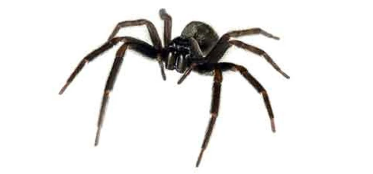 house spider